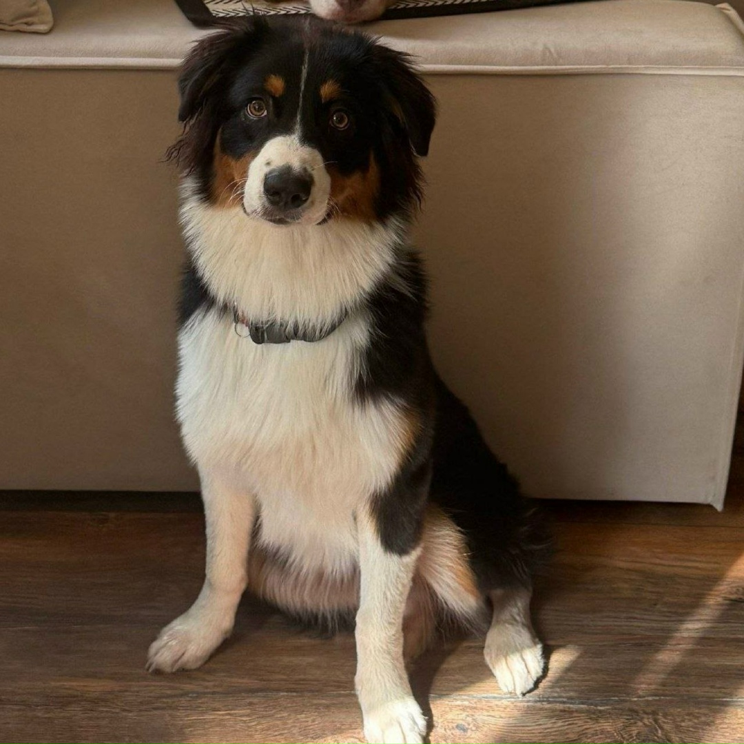 Пропала собака в Лобне — фото объявления