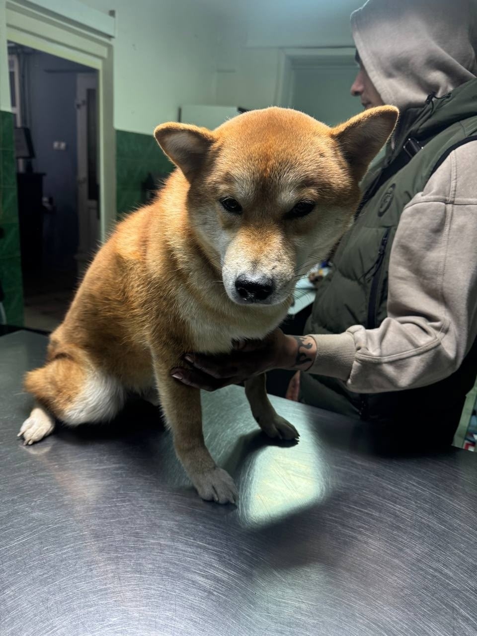 Найдена собака в Лобне — фото объявления