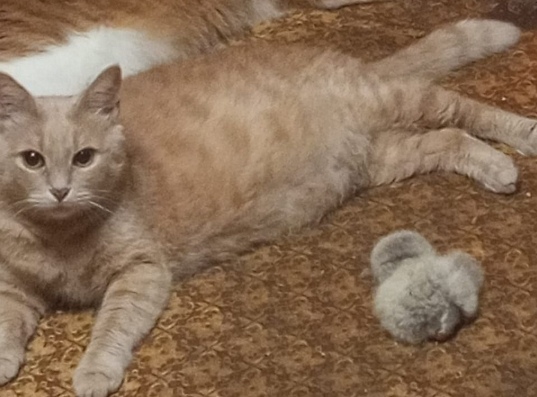 Пропала кошка в Лобне — фото объявления