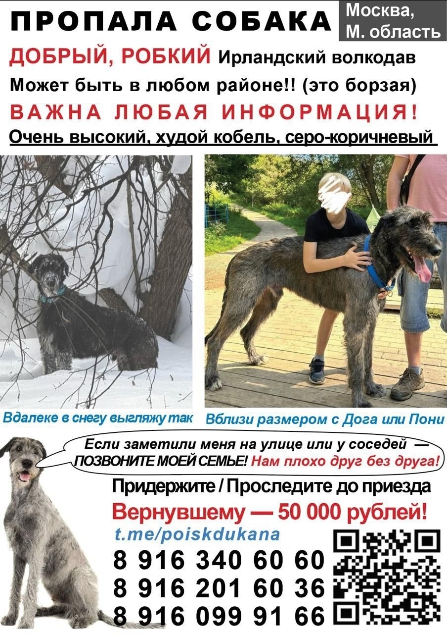 Пропала собака в Лобне — фото объявления