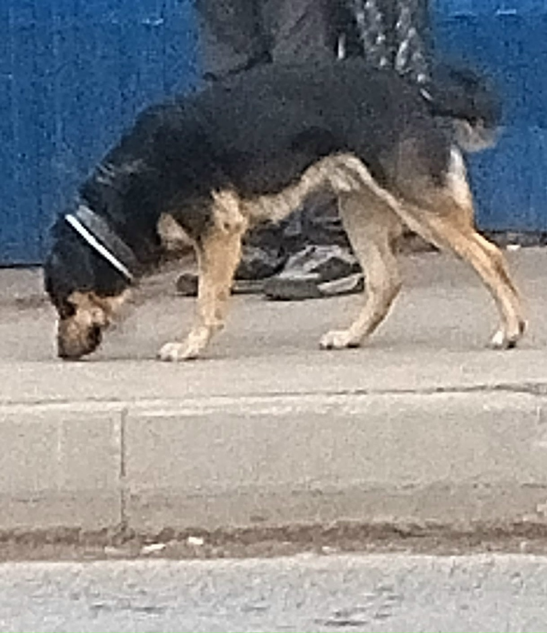 Пропала собака в Лобне — фото объявления