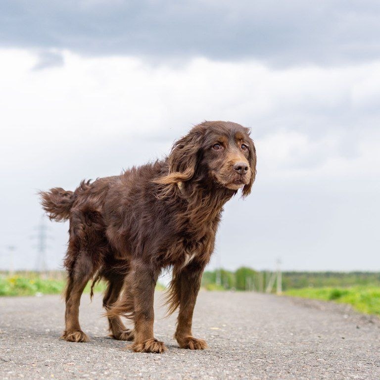 Найдена собака в Клине — фото объявления