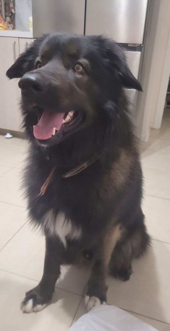 Найдена собака в Клине — фото объявления