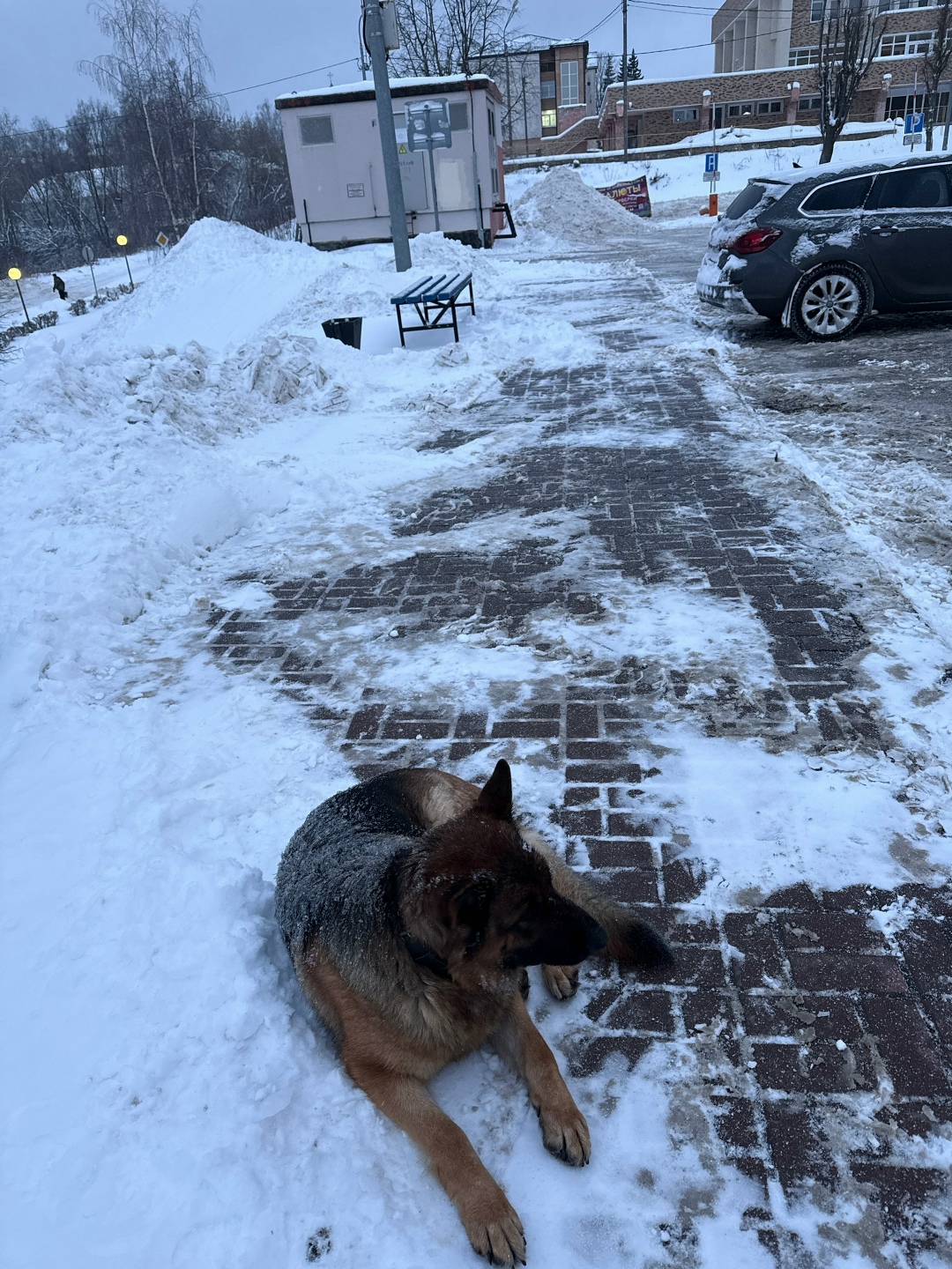 Пропала собака в Клине — фото объявления