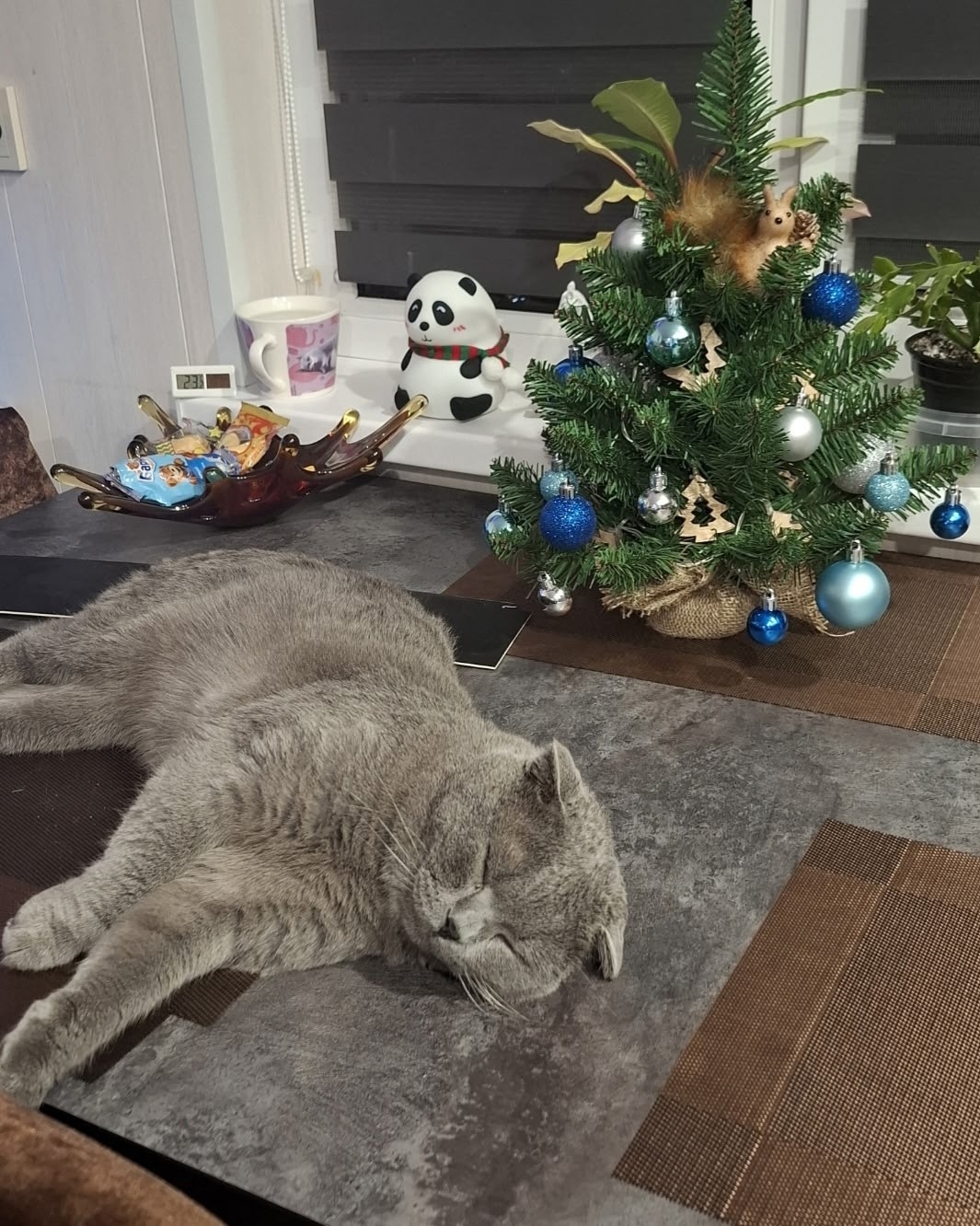 Пропала кошка в Клине — фото объявления