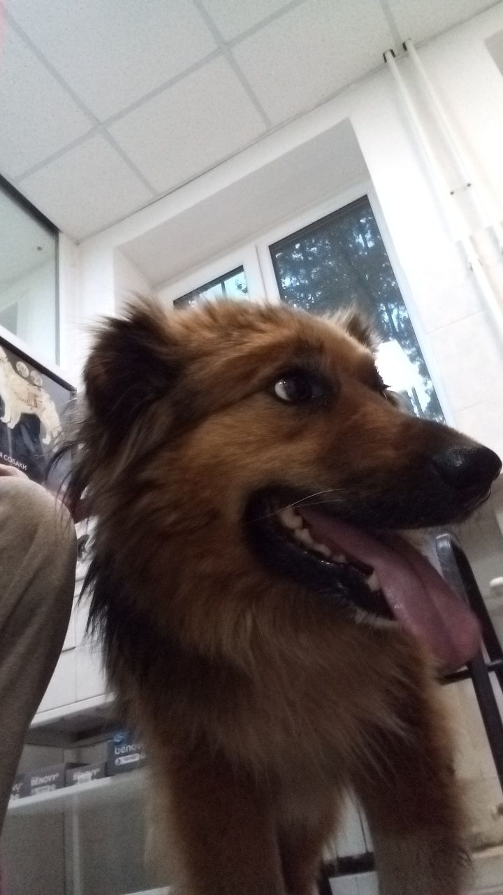 Пропала собака в Клине — фото объявления