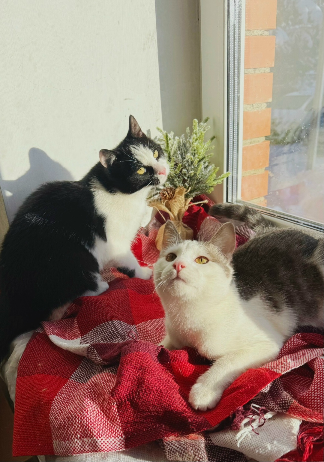 Найдена собака в Клине — фото объявления