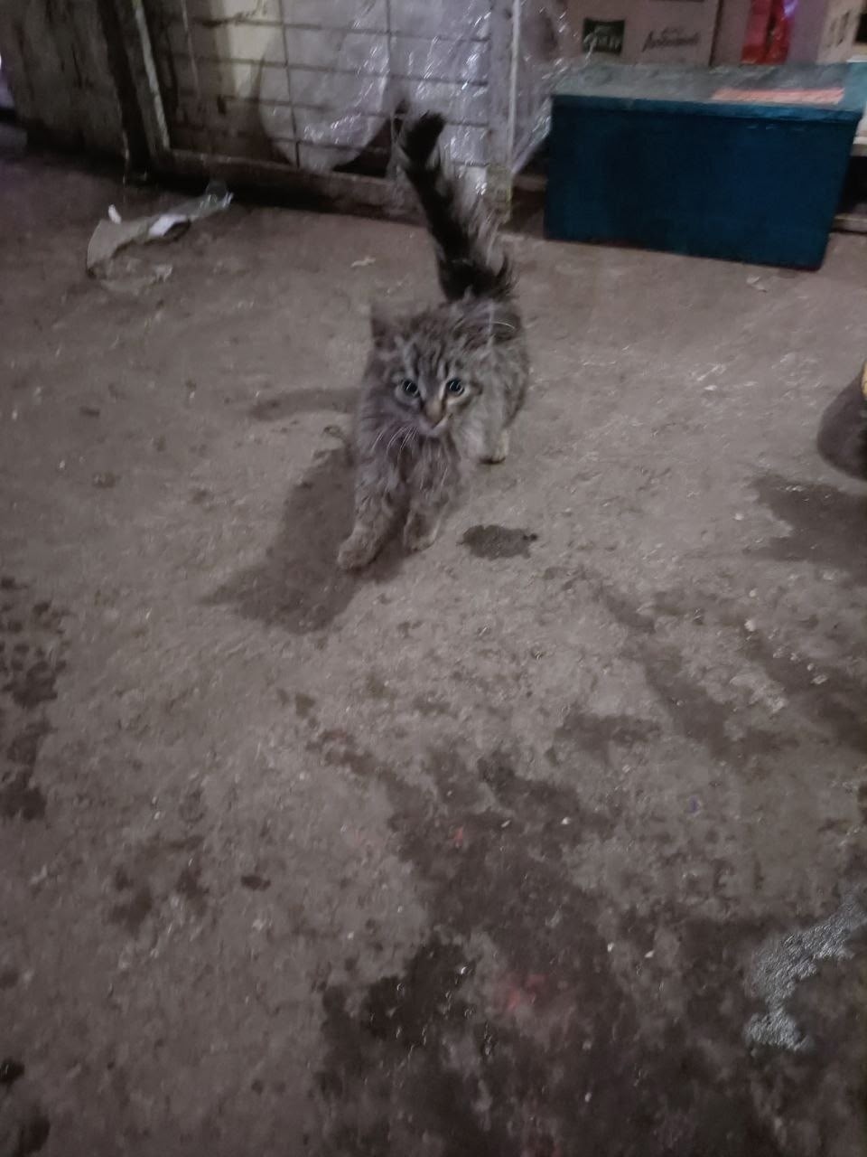 Найдена кошка в Клине — фото объявления