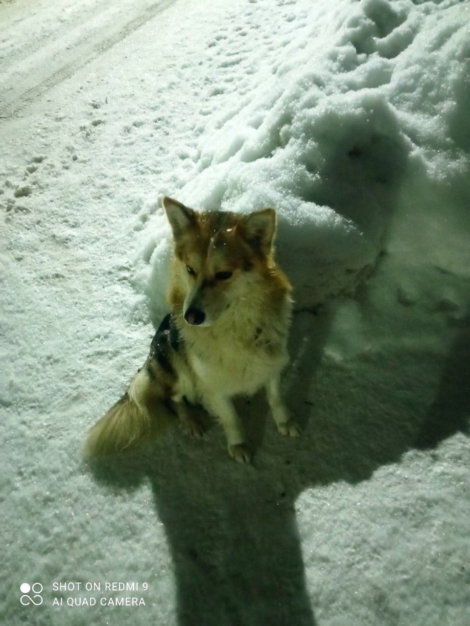 Найдена собака в Клине — фото объявления