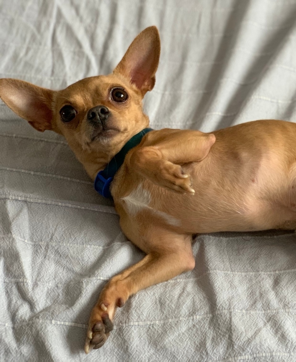 Пропала собака в Клине — фото объявления