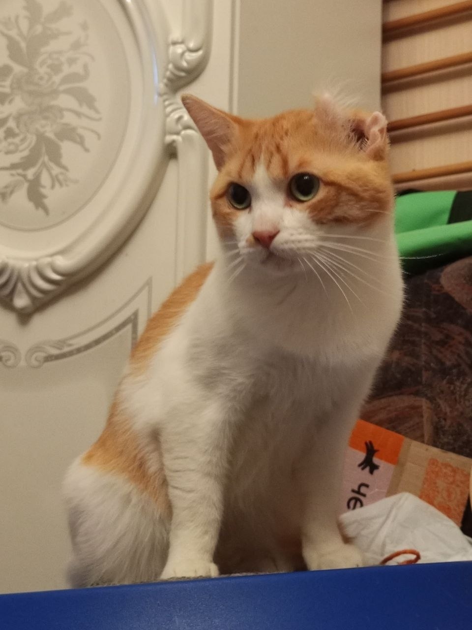 Пропала кошка в Клине — фото объявления