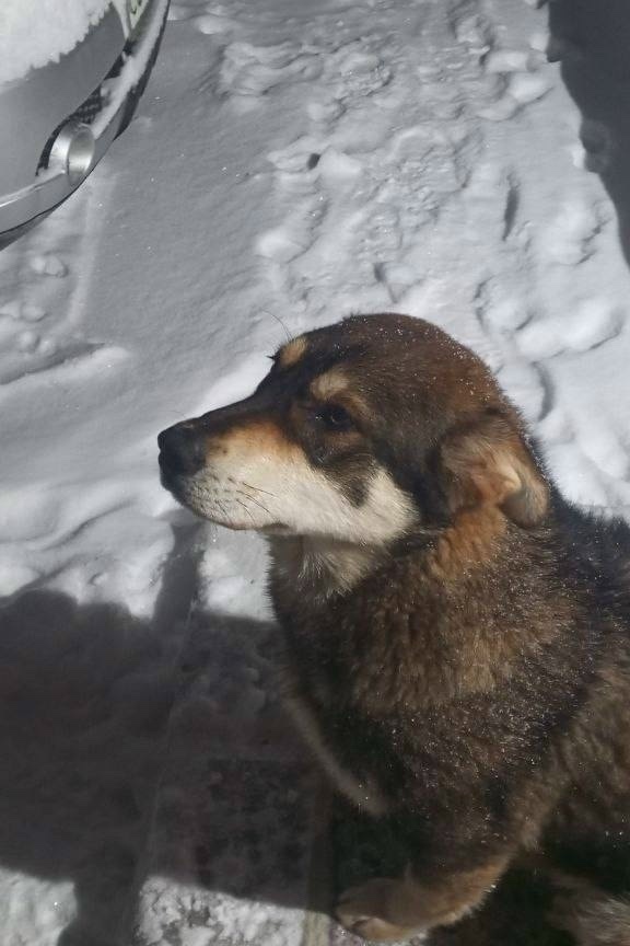 Пропала кошка в Клине — фото объявления