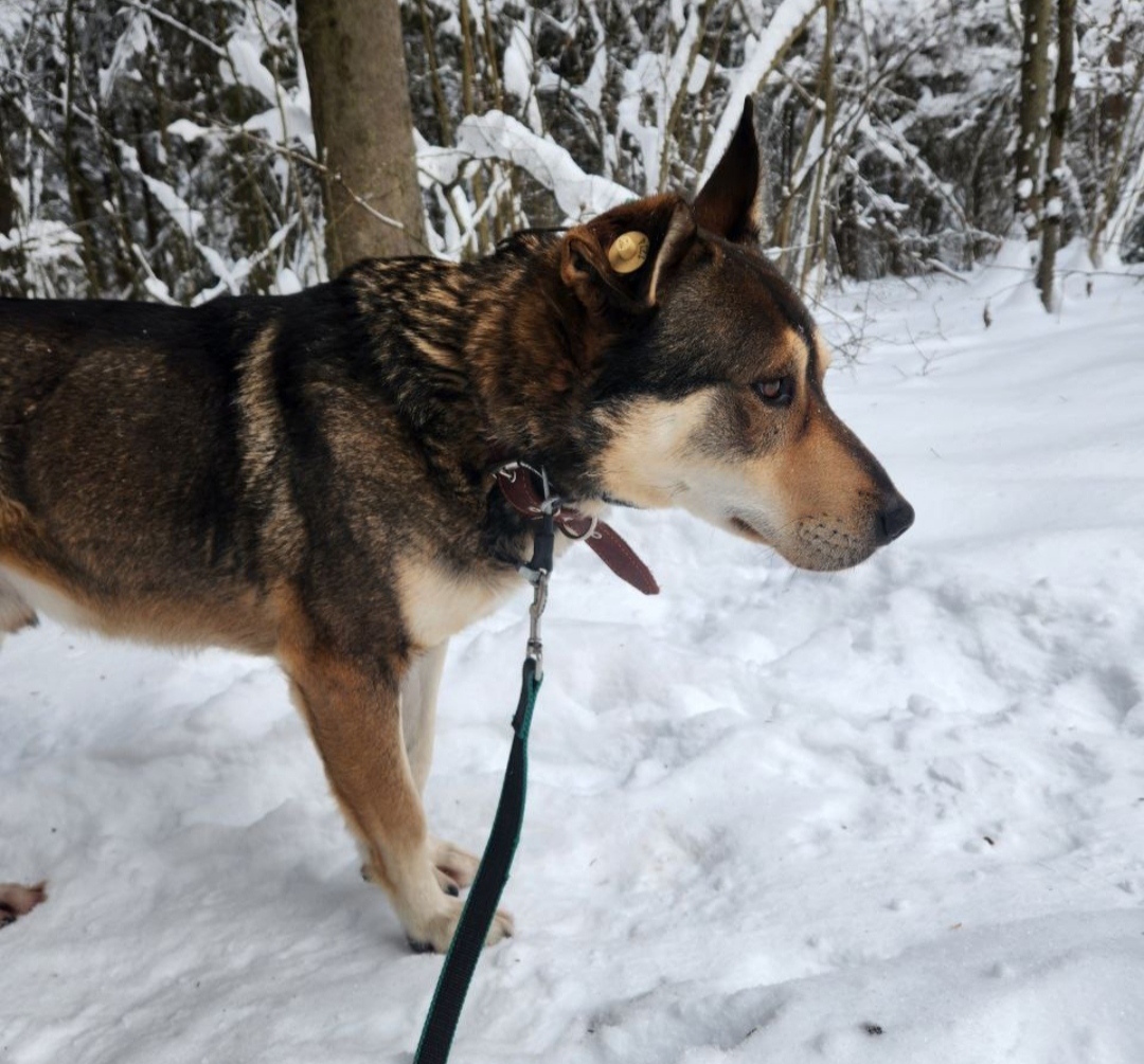 Пропала собака в Клине — фото объявления