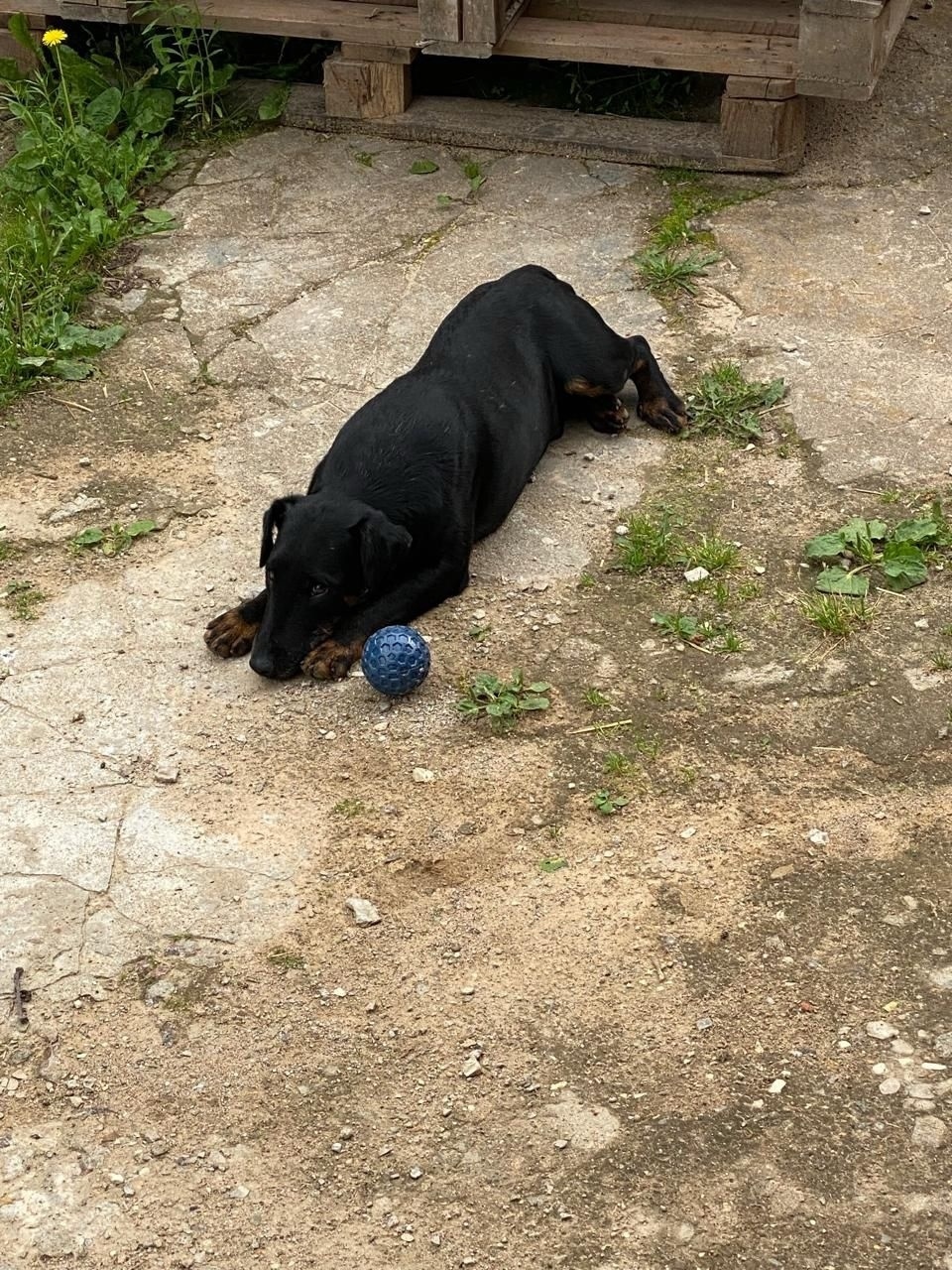 Пропала собака в Клине — фото объявления
