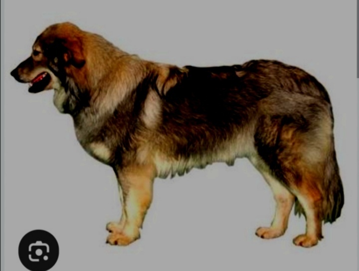 Пропала собака в Клине — фото объявления