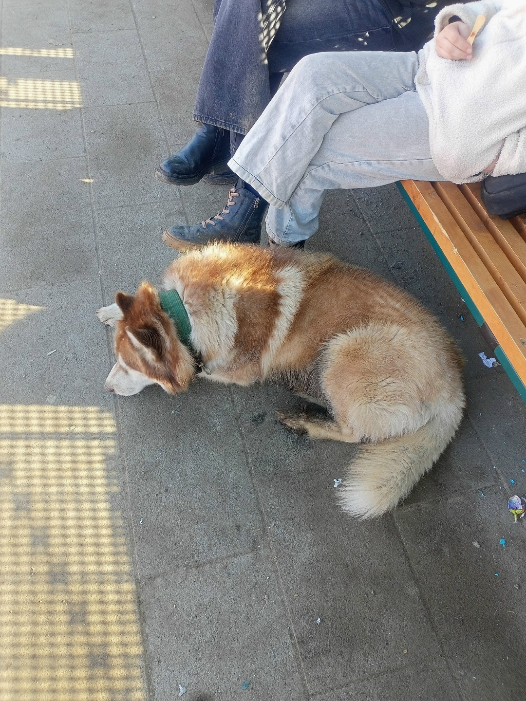 Пропала собака в Клине — фото объявления