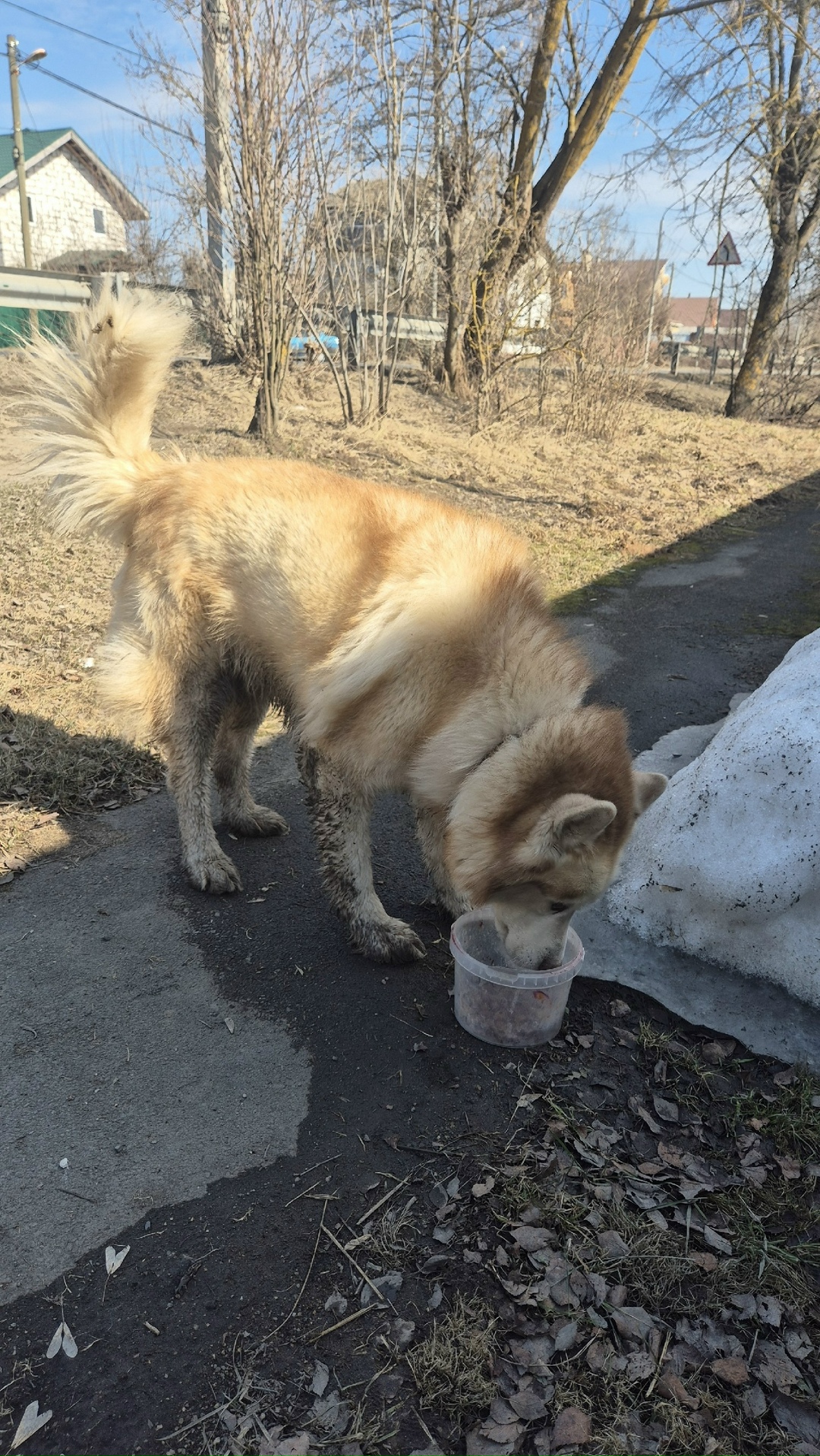 Пропала собака в Клине — фото объявления