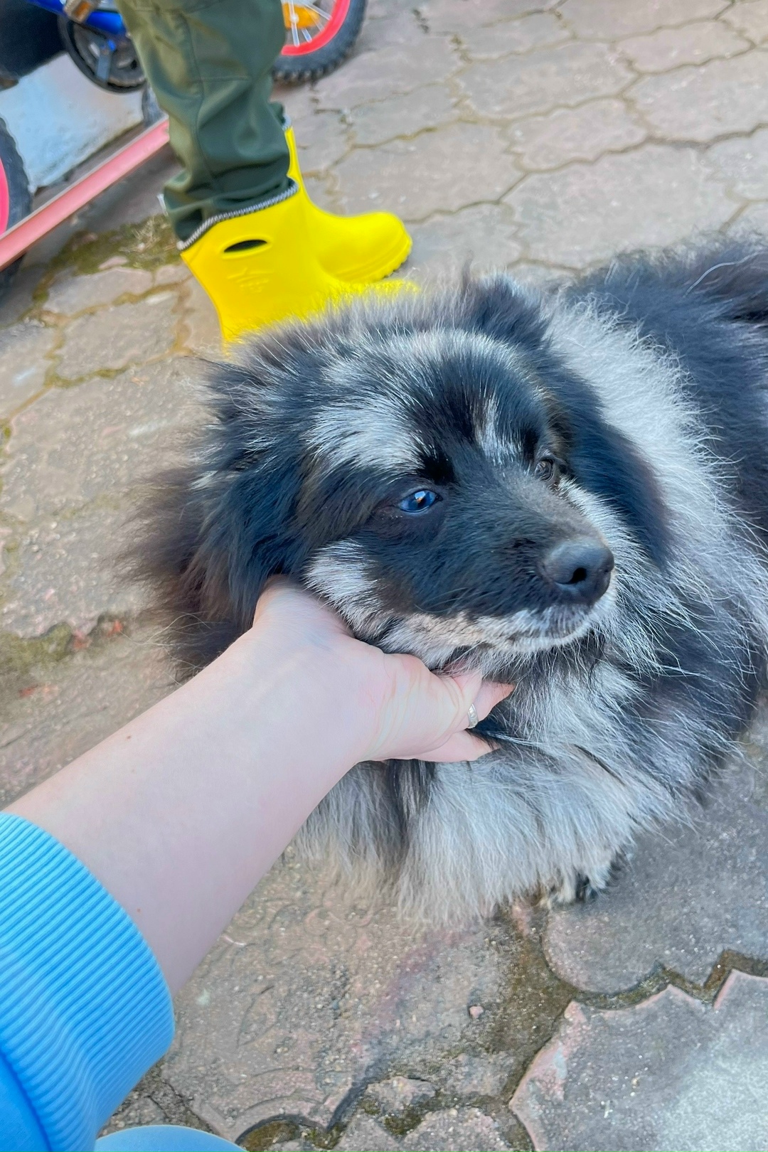 Пропала собака в Клине — фото объявления