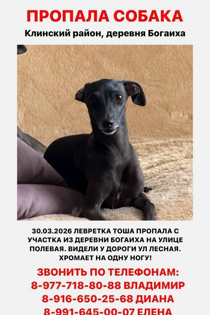 Пропала собака в Клине — фото объявления