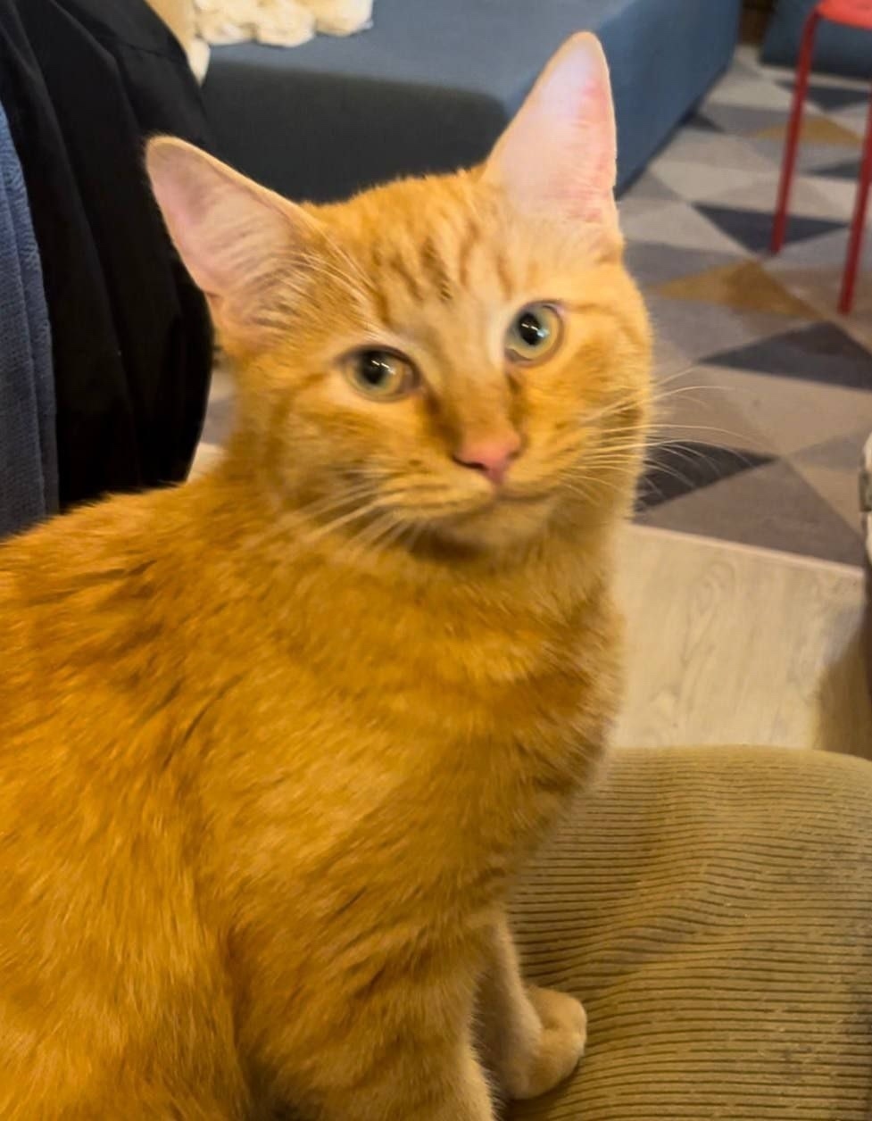 Пропала кошка в Клине — фото объявления