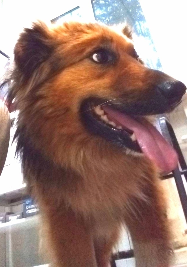 Пропала собака в Клине — фото объявления