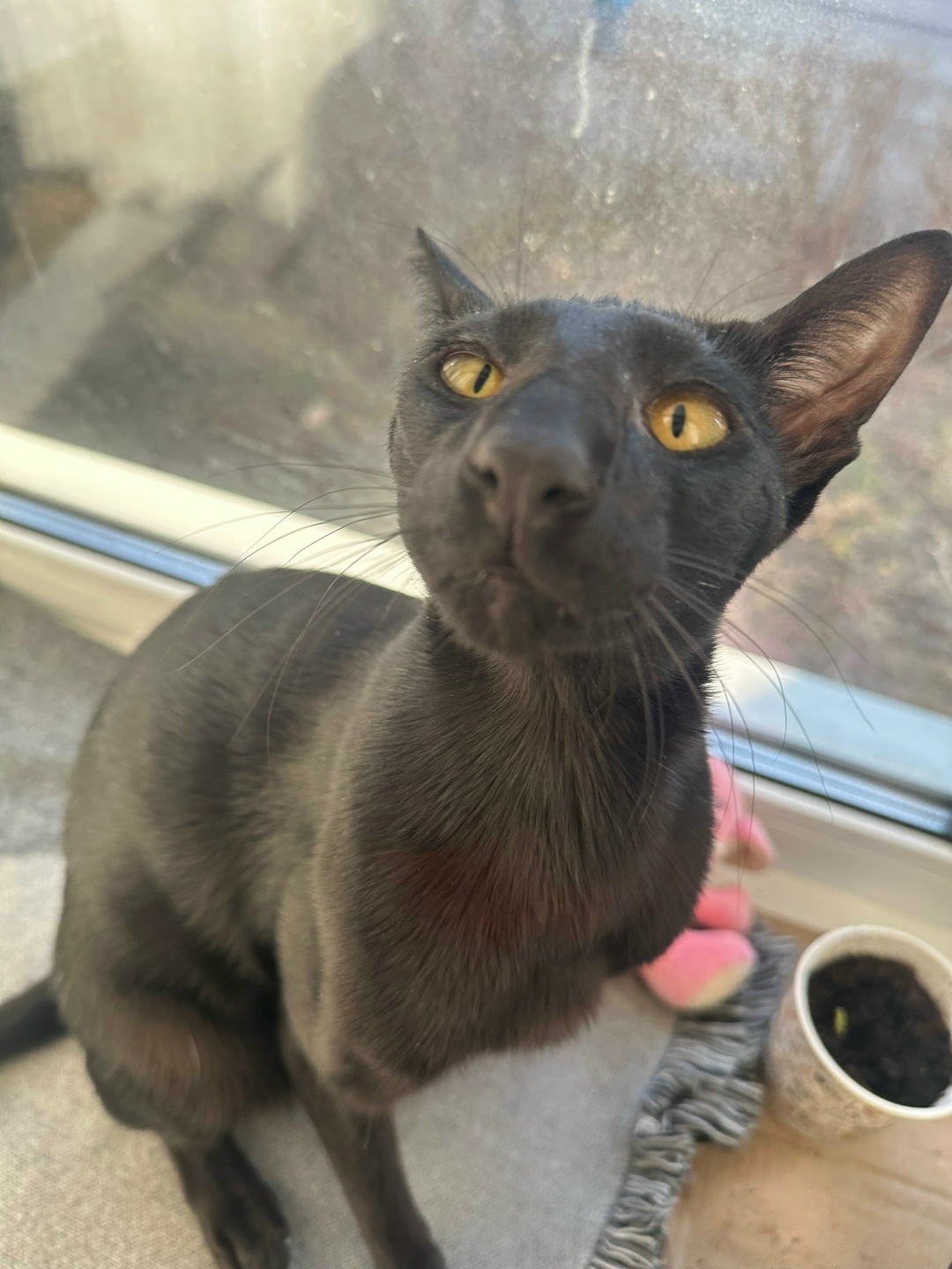 Пропала кошка в Клине — фото объявления