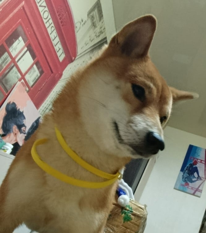 Пропала собака в Клине — фото объявления