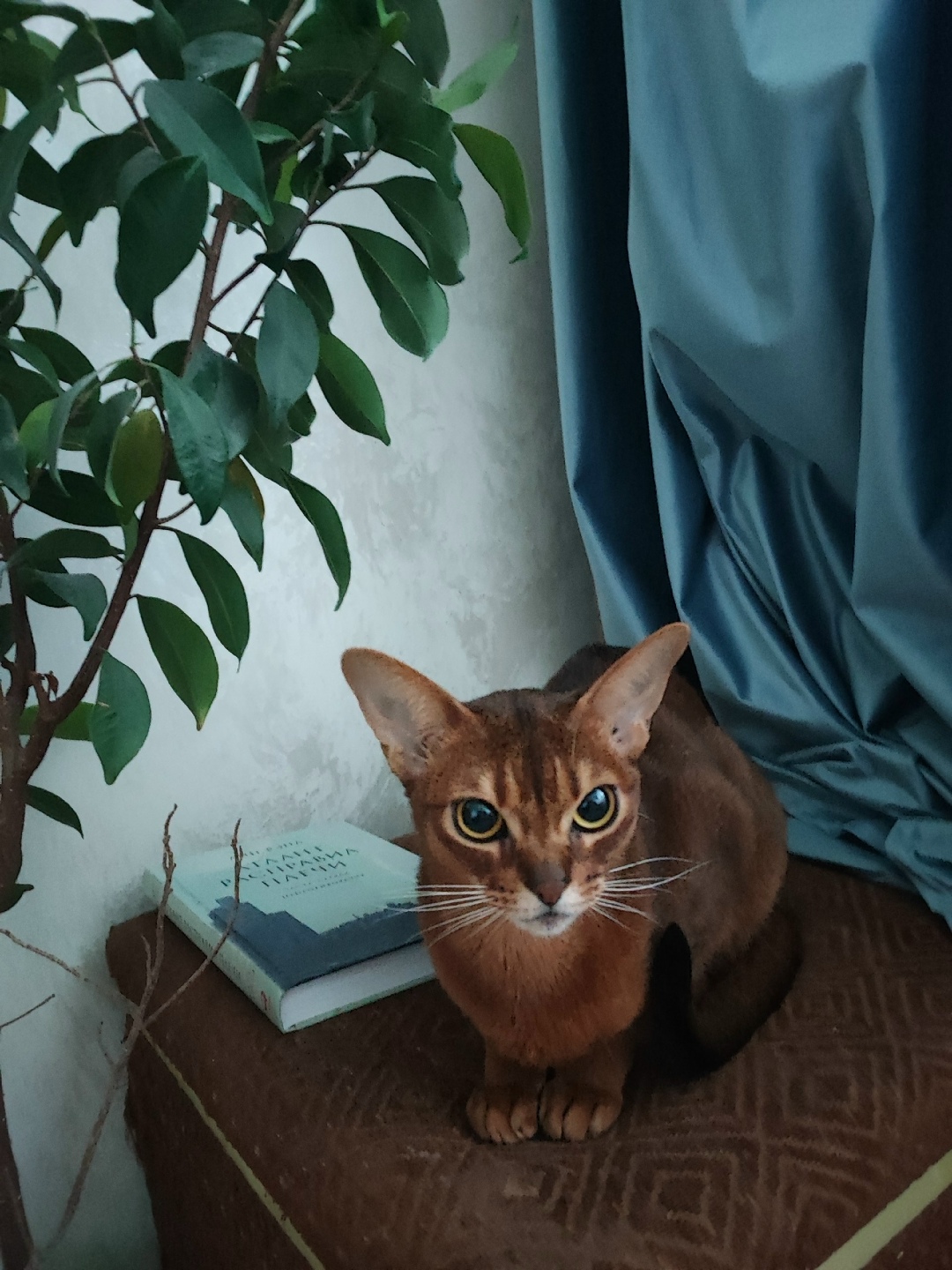 Пропала кошка в Клине — фото объявления