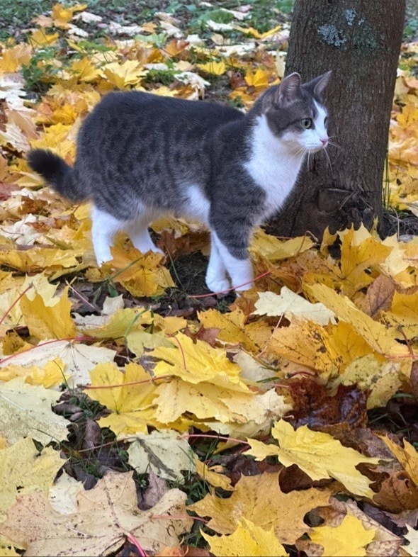 Пропала кошка в Клине — фото объявления
