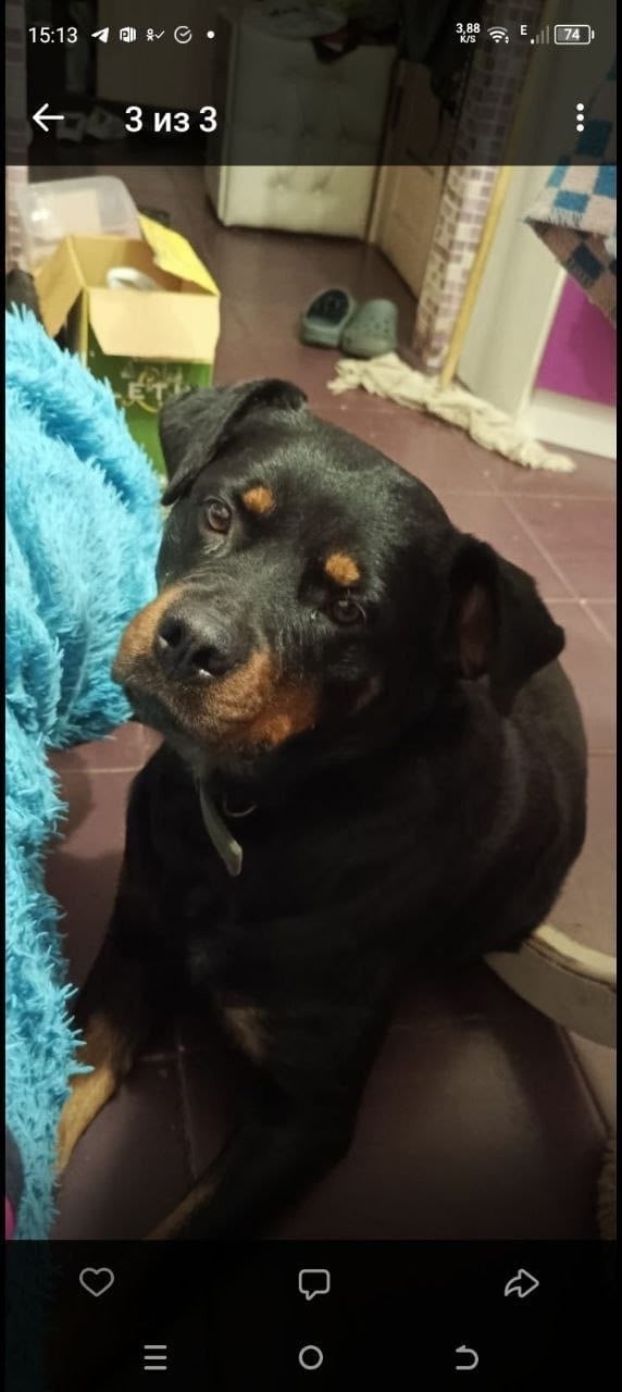 Пропала собака в Клине — фото объявления