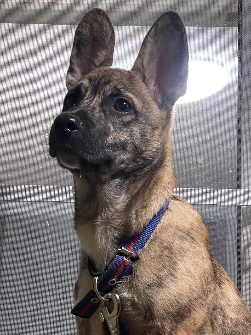 Найдена собака в Клине — фото объявления