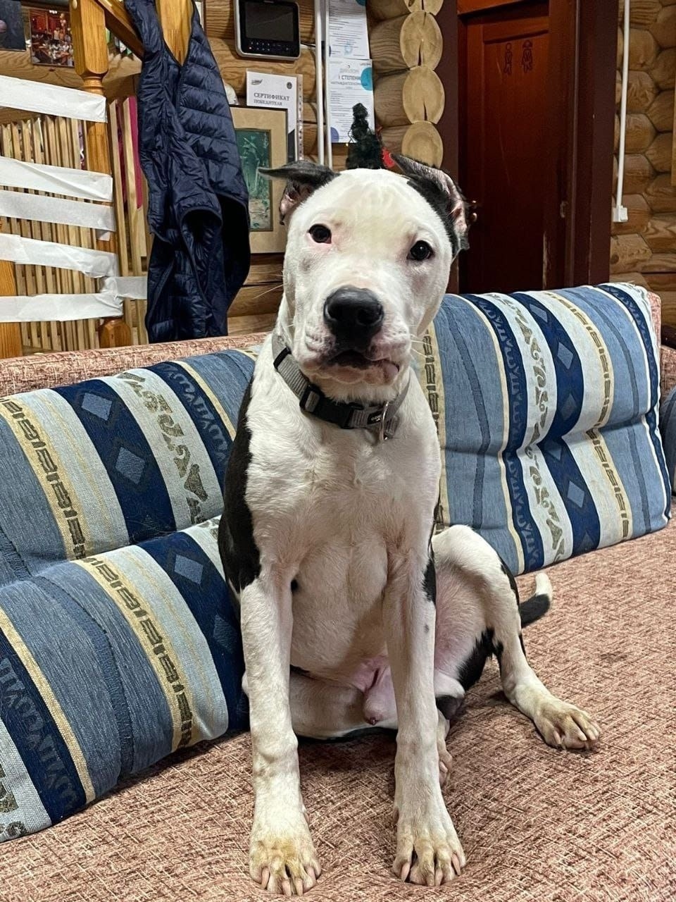 Найдена собака в Клине — фото объявления