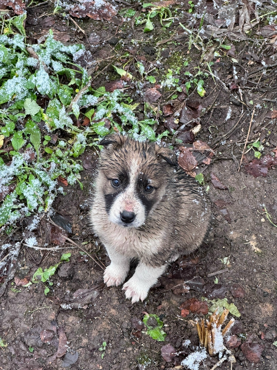 Пропала собака в Клине — фото объявления