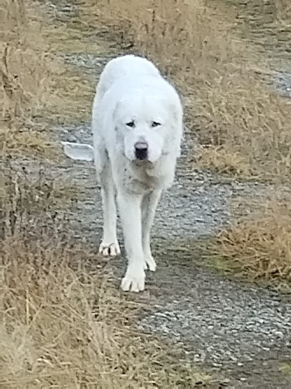 Найдена собака в Клине — фото объявления