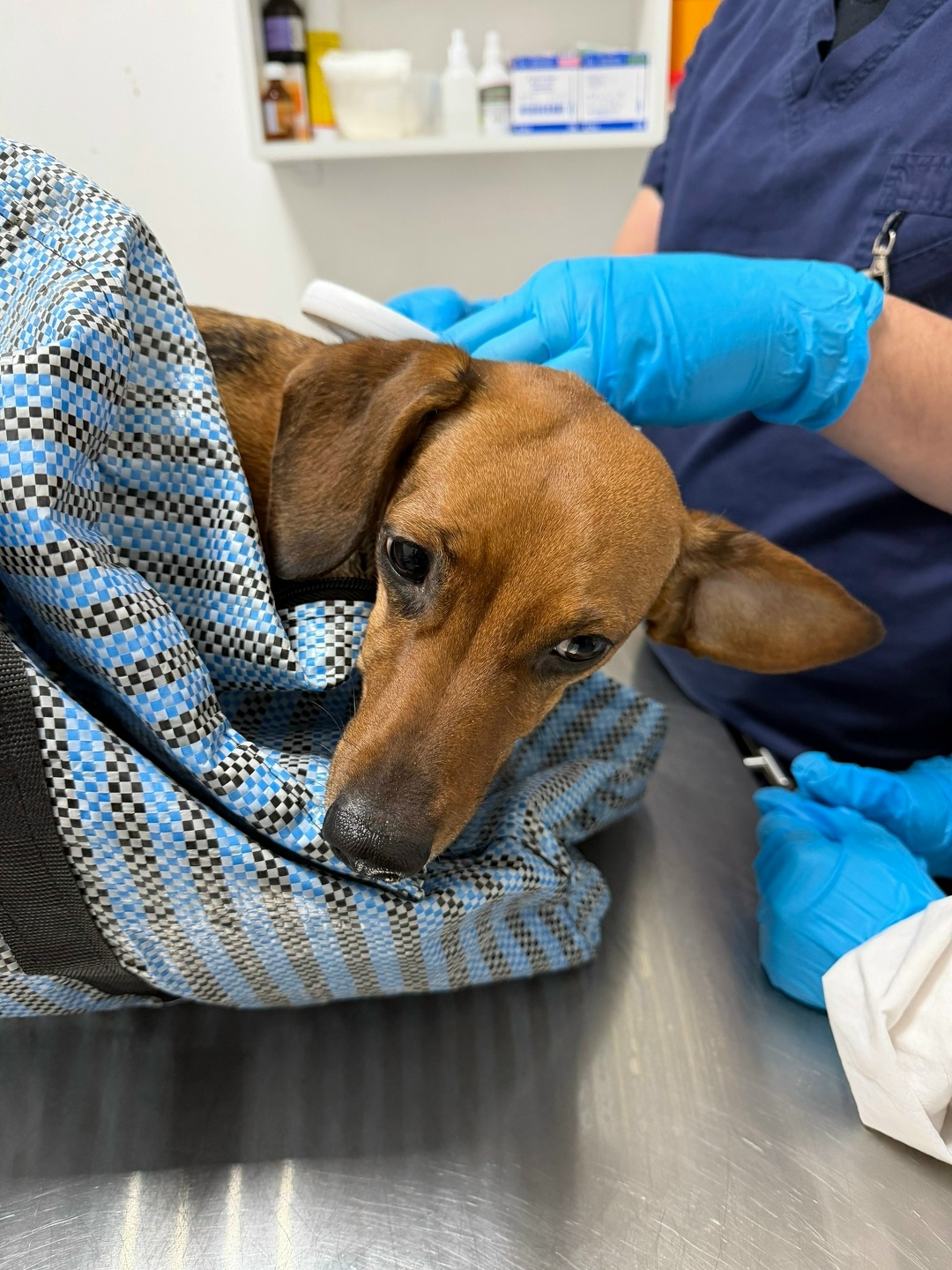 Найдена собака в Клине — фото объявления