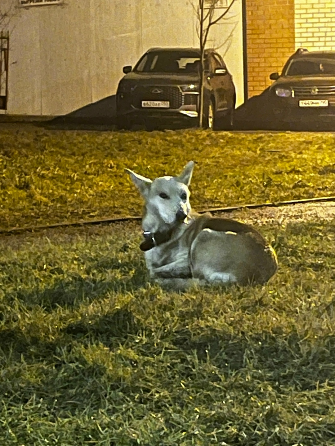 Пропала собака в Клине — фото объявления
