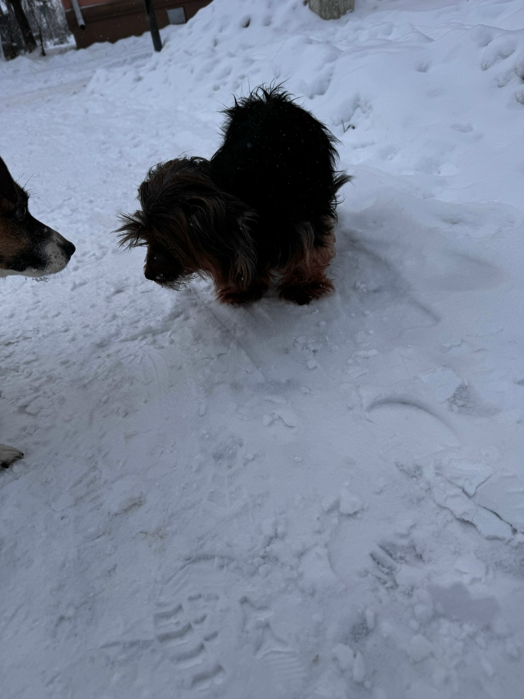 Найдена собака в Клине — фото объявления