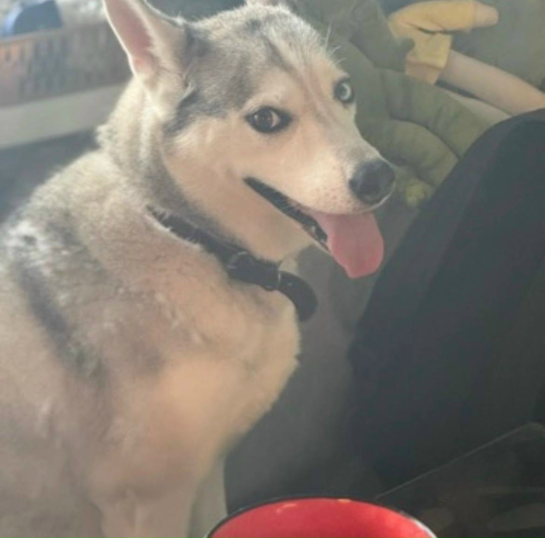 Пропала собака в Сургуте — фото объявления