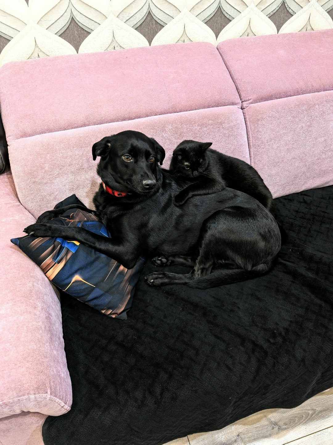 Пропала собака в Сургуте — фото объявления