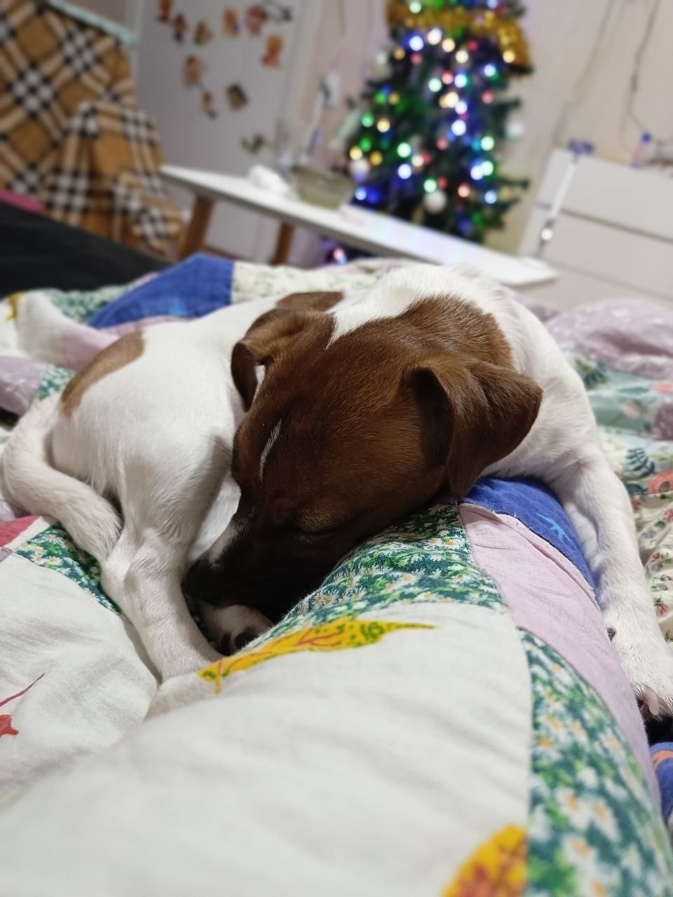 Пропала собака в Сургуте — фото объявления