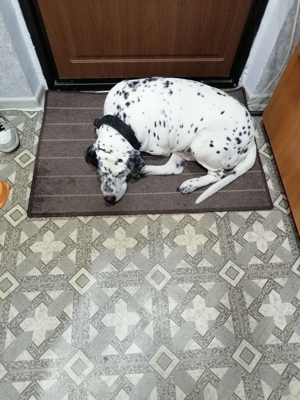 Найдена собака в Сургуте — фото объявления