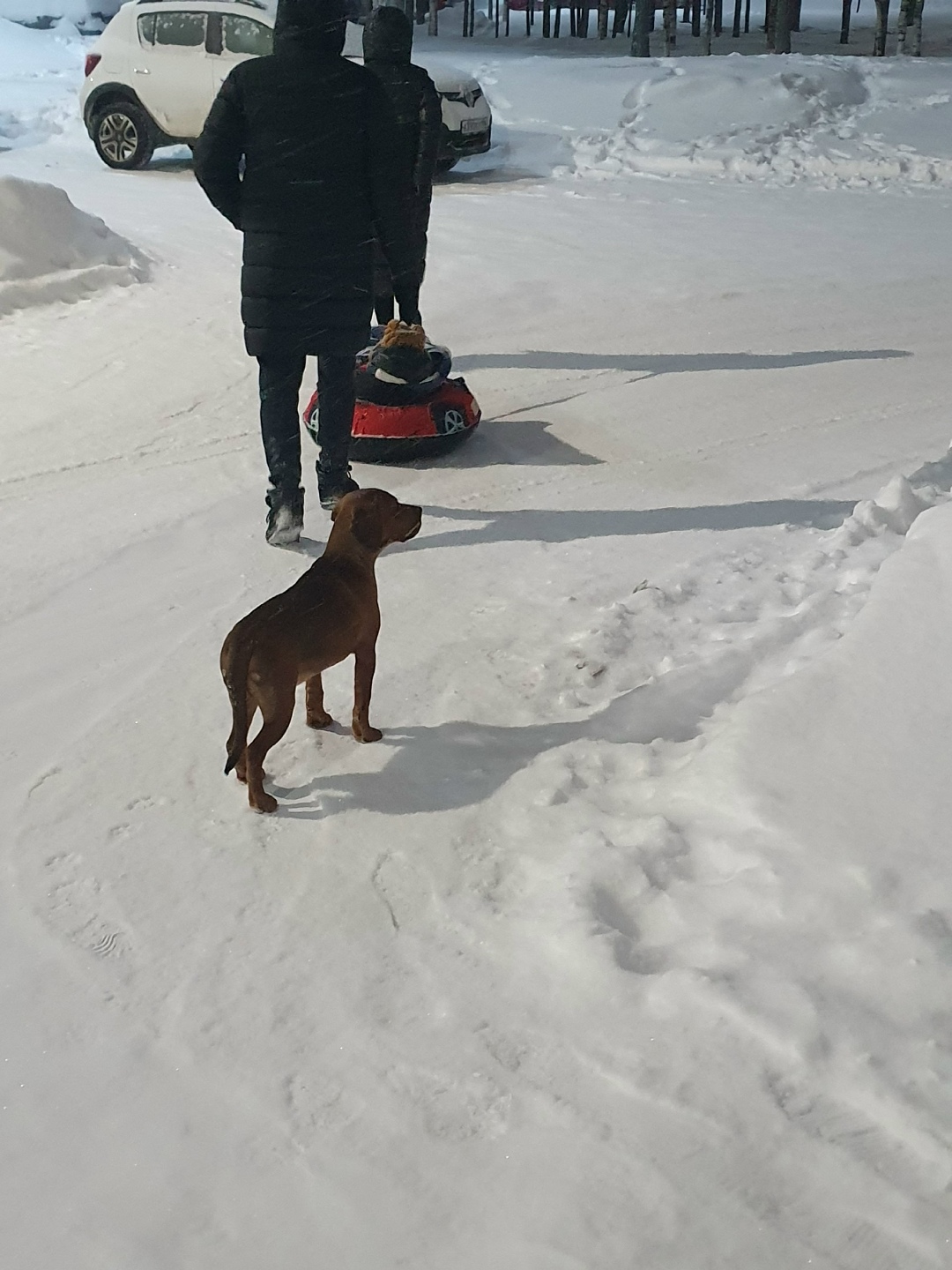 Пропала собака в Сургуте — фото объявления