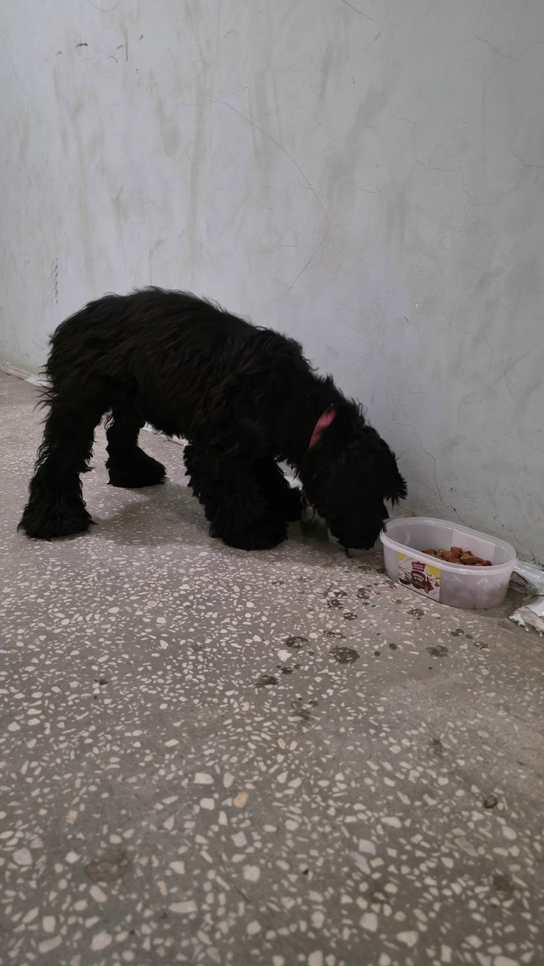 Пропала собака в Сургуте — фото объявления