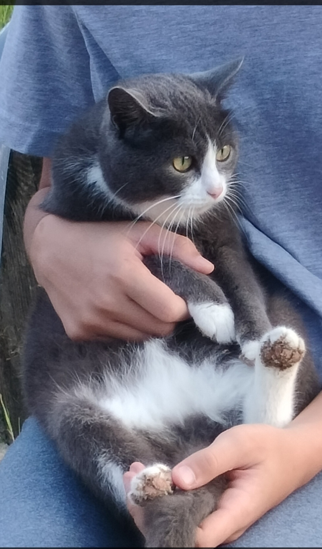 Найдена собака в Сургуте — фото объявления