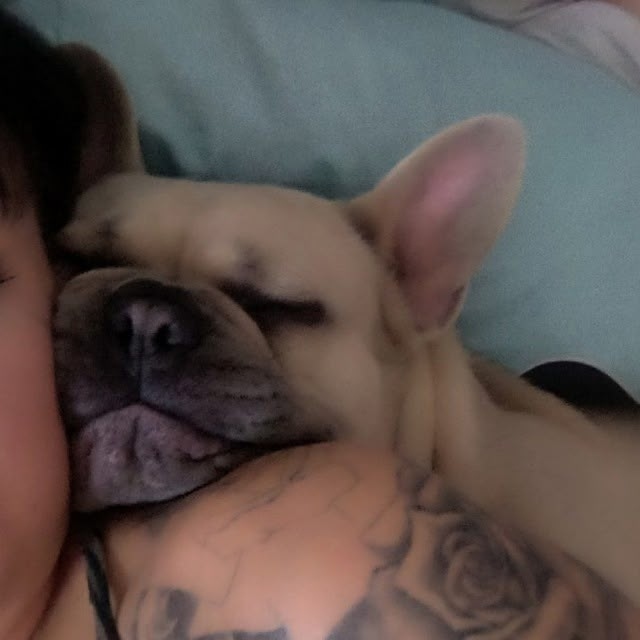 Пропала собака в Сургуте — фото объявления