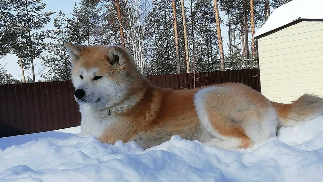 Пропала собака в Сургуте — фото объявления