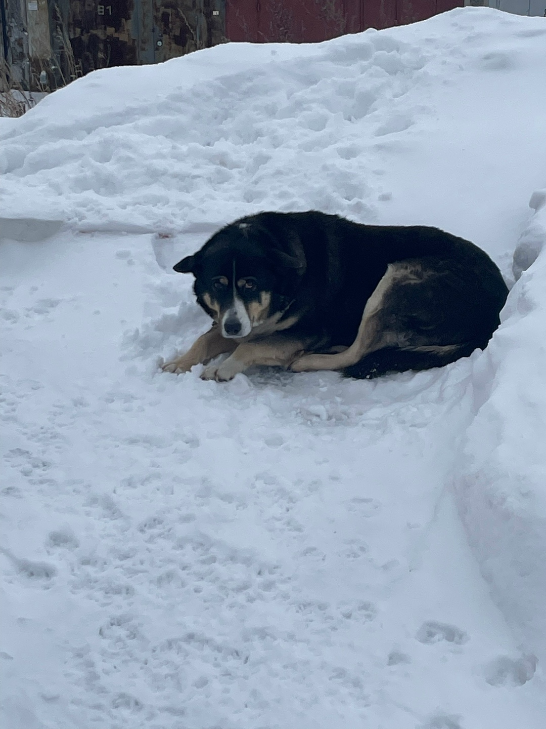 Пропала собака в Сургуте — фото объявления