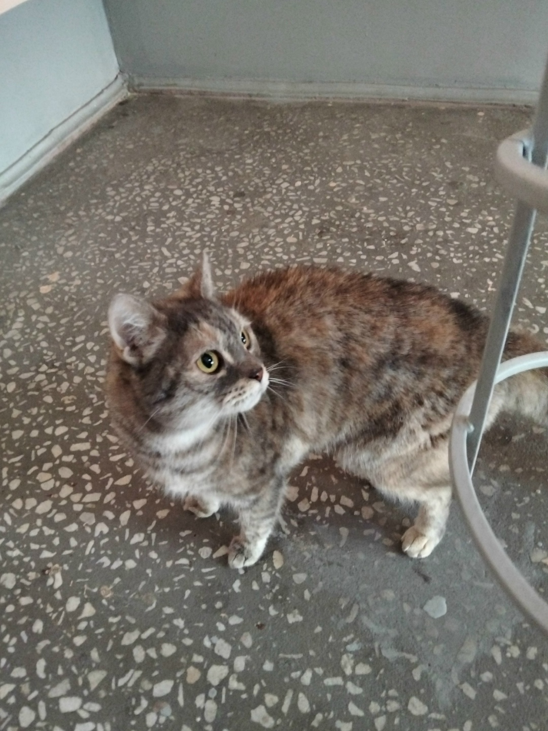 Пропала кошка в Сургуте — фото объявления