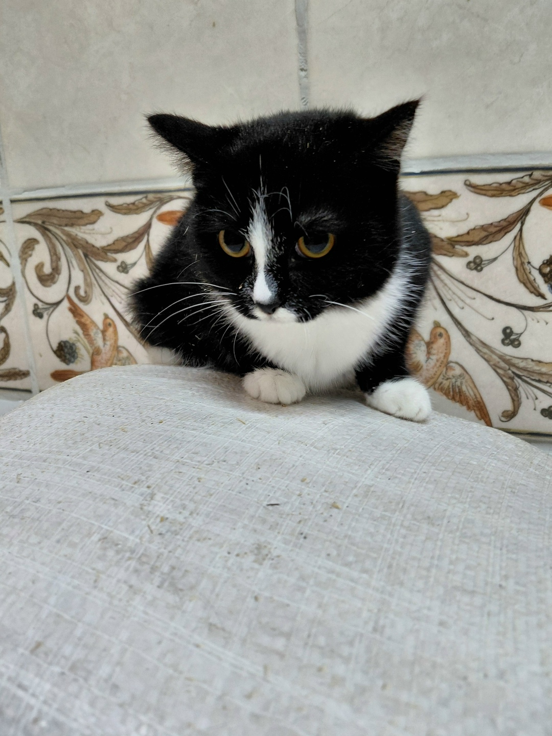 Найдена кошка в Сургуте — фото объявления