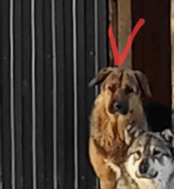 Пропала собака в Сургуте — фото объявления